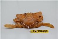 藏品(漢氏梭子蟹)的圖片